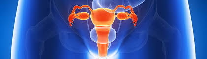 Image result for female reproductive system