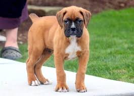 You will find boxer dogs for adoption and puppies for sale under the listings here. Boxer Puppies For Sale In Houston Petswall