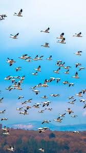 group of birds flying in clear sky