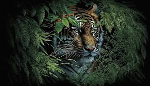 71 000 tiger black background pictures