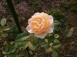 Bunga mawar putih dan bunga mawar kuning. 10 Warna Bunga Mawar Dan Maknanya Apa Favoritmu