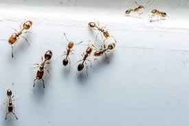 home remes to get rid of ants