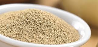 Image result for yeast