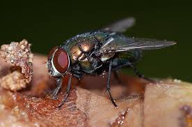 Image result for pests