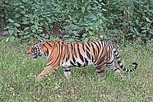 Bengal Tiger Wikipedia