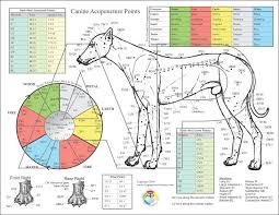 Canine Dog Acupuncture Chart