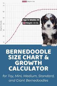 bernedoodle size chart with 63 000