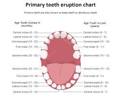 Teeth Eruption Chart For Deciduous And Permanent Teeth