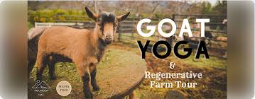 goat yoga regenerative farm tour