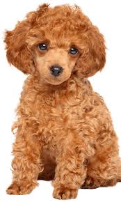 toy poodle training course on toy poodle