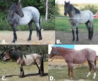what-color-is-a-roan-horse