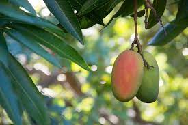 Comment planter et faire germer un noyau de mangue ?