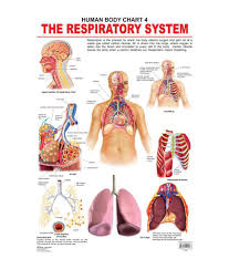The Respiratory System Laminated Chart Size 48cm X 73cm