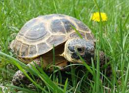 Russian Tortoise Agrionemys