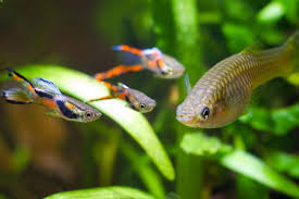 Endler's livebearers (poecilia wingei) are a gorgeous freshwater species that will catch your eye no matter what. Endler S Livebearer Care 101 Poecilia Wingei