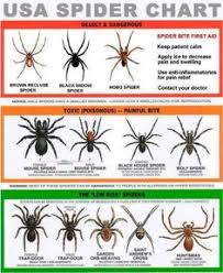 33 Best Spiders Spiders Spiders Images Spider Brown