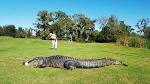 Sherrington: Houston area golf club decides 12-foot alligator ...