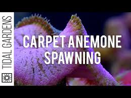 mini maxi carpet anemone sing you