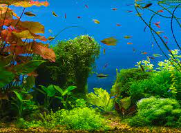 Home Aquarium Ideas gambar png