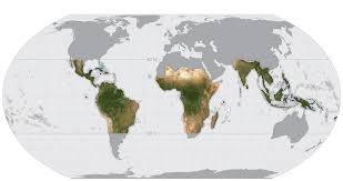 The taiga and tropical rainforest have a few things in common. Norway Funds Satellite Map Of World S Tropical Forests Bbc News