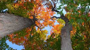 Fall Foliage When Why How Vibrant Will Maple Leaves Be