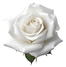 white rose images browse 13 117