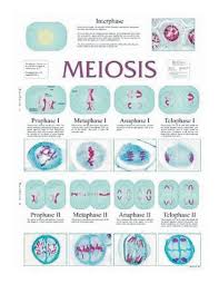 Meiosis And Mitosis Chart Teaching Supplies Classroom Safety