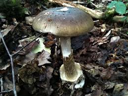 poisonous and edible mushrooms