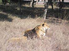 Buy Original Essay   essay on lahore zoo Native Pakistan essay about zoo