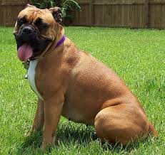 Some valley bulldog puppies for sale may be shipped worldwide and include crate and veterinarian checkup. Are You Wondering About The Valley Bulldog Find Out About This Dog