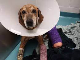 leg utation surgery for stray dog