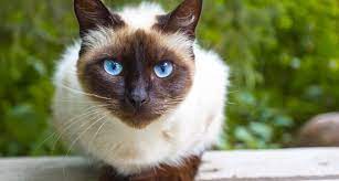 siamese cat breed facts rament