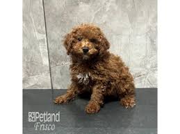 miniature poodle dog female red 4128913