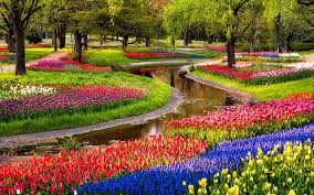 Hd Wallpaper Garden Flowers Tulips