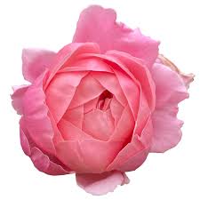 closeup pink colour single rose flower