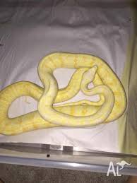 male albino darwin python for
