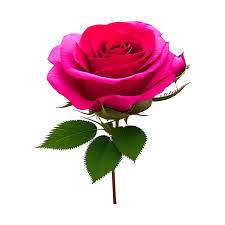 beautifull pink rose flowers with green