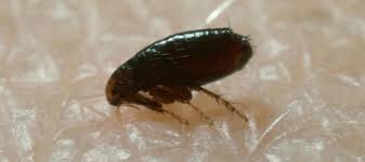 does one flea mean an infestation