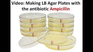 making lb agar plates with icillin