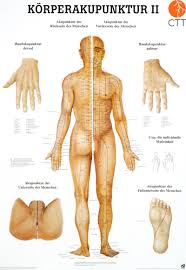Poster Anatomical Chart Body Acupuncture Ii
