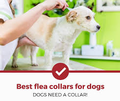 Top 5 Best Flea Collars For Dogs 2019 Review Pest