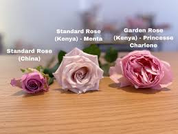 flower guide standard vs garden roses