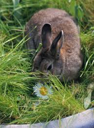 how to stop rabbits from eating plants