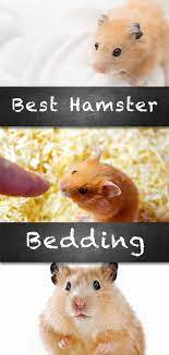 Dwarf Or Syrian Hamster Bedding Reviewed