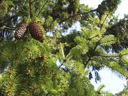 Columnar norway spruce will grow to be about 30 feet tall at maturity, with a spread of 10 feet. Norway Spruce Growth Tips On Planting A Norway Spruce Tree