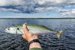 What is the best tasting mackerel?