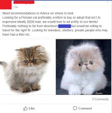 See more ideas about persian kittens for sale, persian kittens, kittens. I See These Posts Every Other Day On My Neighborhood Facebook Group Bit Of A Pet Peeve When People Request To Adopt A Purebred Puppy Or Kitten Persian Kittens Cost 2000 Choosingbeggars