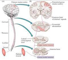 neuro motor pathways flashcards quizlet
