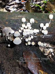 Australian Fungi Identification Pictures Native Mushrooms
