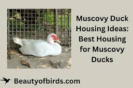 Muscovy Duck Housing Ideas Muscovy